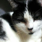 Profile Picture of Dillon Mcmanus (@dillonmcmanus5096) on Youtube