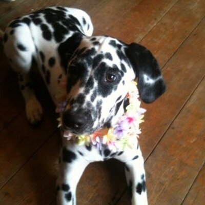 Profile Picture of Jayne Townsend (@ginger173) on Twitter