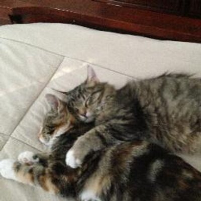 Profile Picture of Joe Vozza (@JoeVozza) on Twitter