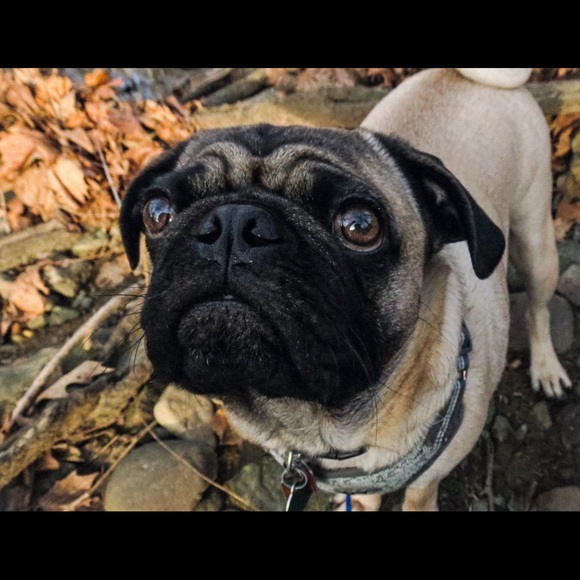 Profile Picture of Alexa Donato (@lexidon55) on Poshmark