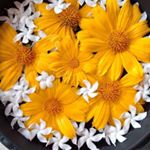 Profile Picture of Kunalini Joseph (@kunalinijoseph) on Instagram