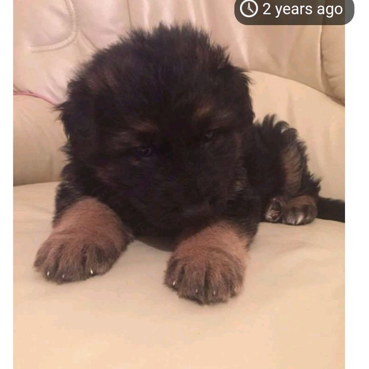 Profile Picture of Ronald Devine (@ronalddevine) on Tiktok