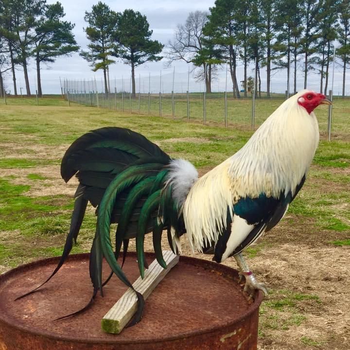 Profile Picture of joeyrudick967 (@joeyrudick967) on Tiktok