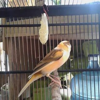 Profile Picture of Armstrong Bird (Marshall bird) (@armstrong.bird.9) on Facebook