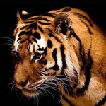 Profile Picture of Jim Hill High School (@jimhillhighschool) on Instagram