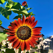 Profile Picture of Juleeya Chumacera (@JazzedbynatureJ) on Youtube