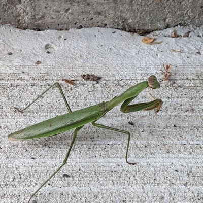 Nick Haremski - Twitter Profile Picture of Nick Haremski (@HaremskiNick) on Twitter