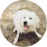 Profile Picture of [ nicolo carlo ] (@nico.bear) on Instagram