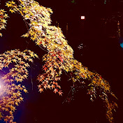 Profile Picture of Leung Lee (@leunglee9819) on Youtube