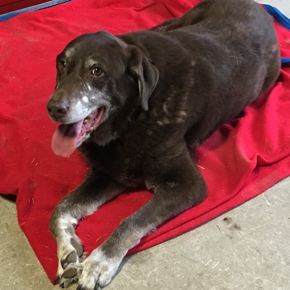 Profile Picture of Amanda Cope (@amandacope185) on Poshmark