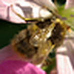 Profile Picture of Clive Taylor (@marmaduke2007) on Flickr