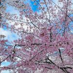 Profile Picture of Aisha Wallace (@aishakwallace) on Instagram