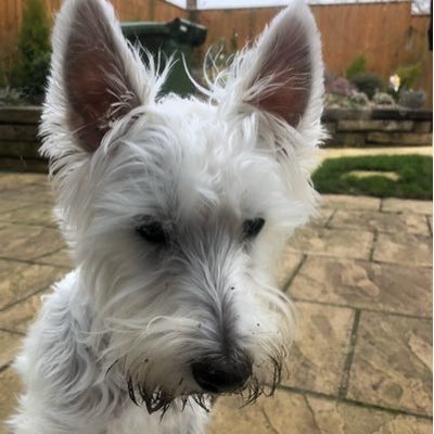 Profile Picture of Stephen Lovett (@StephenLovett17) on Twitter