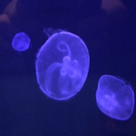 Profile Picture of Edward O'toole (@magnus_hydra) on Flickr