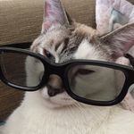 Profile Picture of Gabriel Aburto (@cool_kitty_cat_21) on Instagram