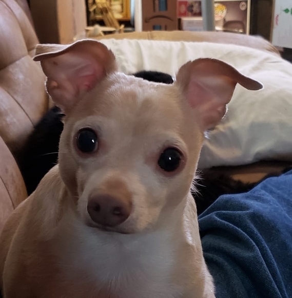 Profile Picture of Joe Goulart (@joewg1960) on Poshmark