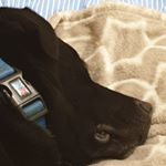 Clark_kent - Instagram Profile Picture of Clark_kent (@tammi.beardmore) on Instagram