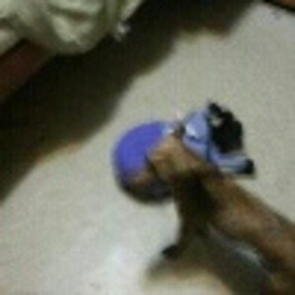 Profile Picture of Danny Juarez (@petchinchilla) on Poshmark