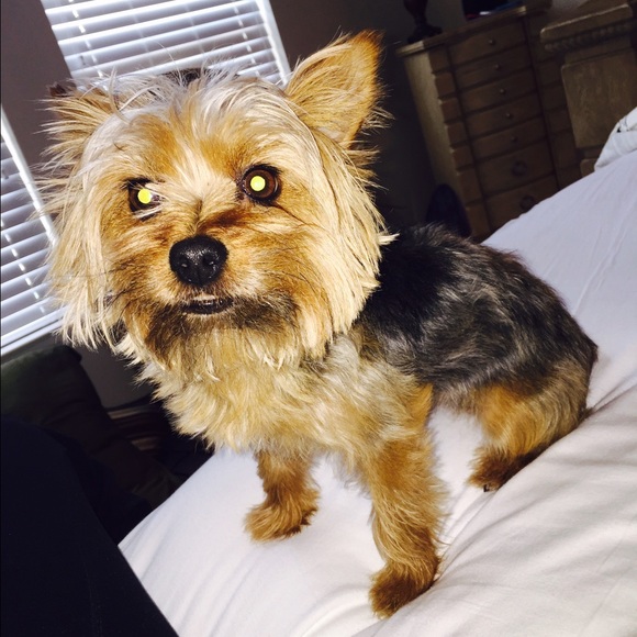 Profile Picture of Shenique Groomes (@sngroomes) on Poshmark