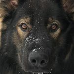 Profile Picture of Akando vom Ellewicker Feld (@akando_gsd) on Instagram