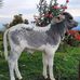 Profile Picture of Anselmo Ramírez (@anselmo.ramirez.3781) on Facebook