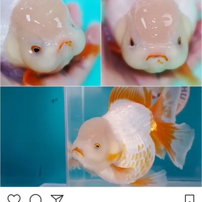 Frankie Macdonald - Twitter Profile Picture of Frankie Macdonald (@FrankieMacdon20) on Twitter