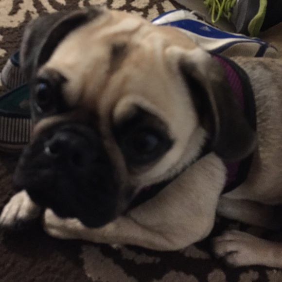 Profile Picture of Elizabeth Krauser (@emkrauser) on Poshmark