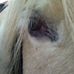 Profile Picture of Tracie Helms (@horselover46) on Facebook