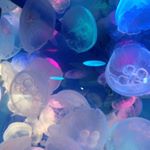 Profile Picture of yukiko hayashi☺︎ (@yukiko_hys) on Instagram