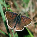 Profile Picture of Lycaena tityruson Wikipedia