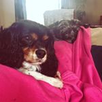 Profile Picture of Darci Mae & Quinn (@darciandquinnsworld) on Instagram