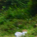 Profile Picture of Sharmee Raj (@jerry_malo) on Instagram