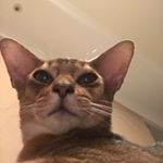 Profile Picture of ZhangGala (@ziongdd) on Instagram