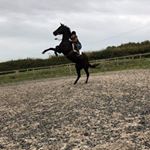 Profile Photo of Cody Gannon (@cody.gannon.equestrian) on Instagram