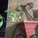 Profile Picture of Jane Rodrigues C. L. Cascine (@janerodriguesc.l.cascine) on Instagram