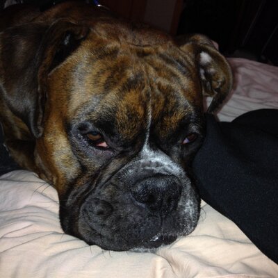 Profile Picture of Shawn Wickersham (@wickpack) on Twitter