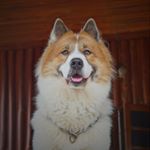 Profile Picture of Suporn Dejtrakulwong (@kunsuk_bangkaew) on Instagram