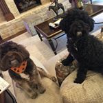 Profile Picture of Misty Corey (@adventuresofbellaandsammie) on Instagram