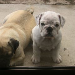 danielborbollas - Tiktok Profile Picture of danielborbollas (@danielborbollas) on Tiktok