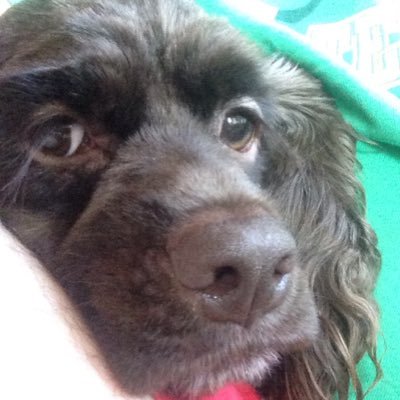 Profile Picture of Bobbie Jo Manning (@doggistyler) on Twitter