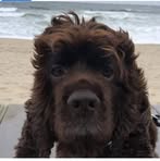 Profile Picture of Noah Schreiber (@noah.schreiber.7) on Facebook