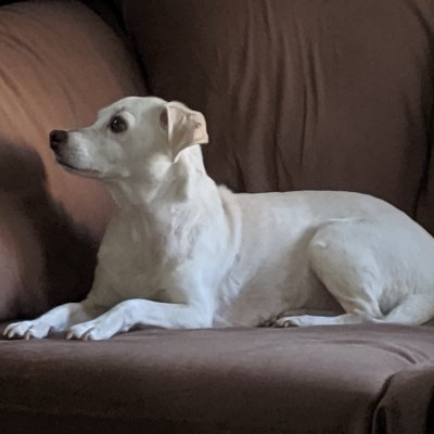 Profile Picture of Andre Torrez (@andretorrez) on Twitter