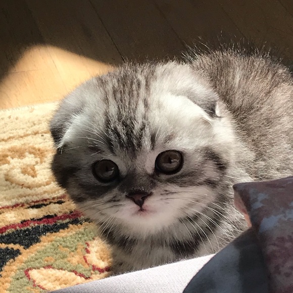 Profile Picture of Zoya Ahmed (@idkitszoya) on Poshmark