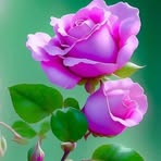 Profile Picture of Châu Đức (@Châu-Đức) on Facebook