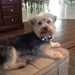 Profile Picture of Sandi Figgiani (@sandi1020) on Instagram