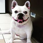 Profile Picture of フレブルのケン (@ken_frenchbulldog) on Instagram