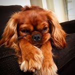 Profile Picture of Marcel King Charles (@mr_marcel_le_chien) on Instagram