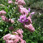 Profile Picture of Paula (@momma_hanley) on Instagram