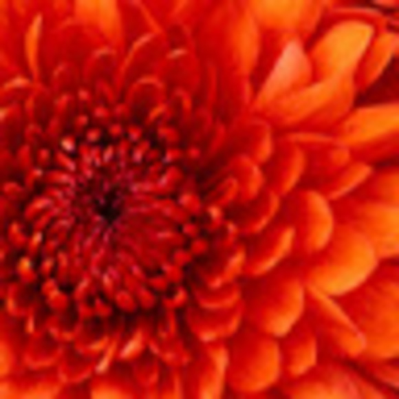 Profile Picture of Rebecca rose Cetta (@rcetta2) on Poshmark