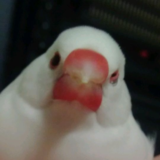 Profile Picture of にわか発明家　たいちょう (@pandoramidsole) on Tiktok